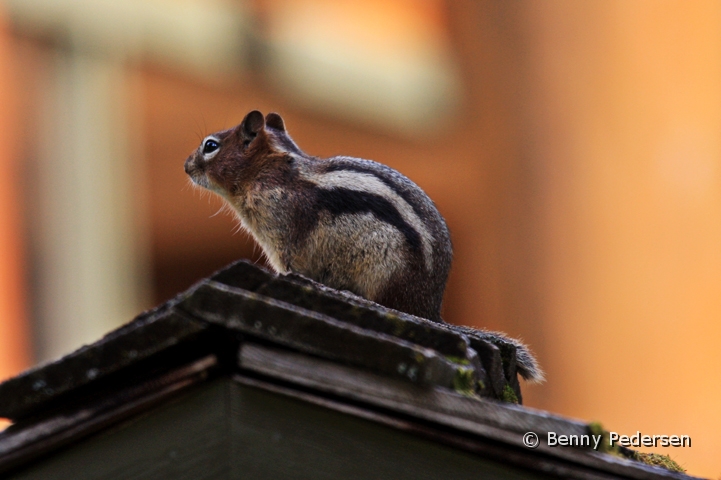 Eastern Chipmunk.jpg - Eastern Chipmunk var nok det jordegern vi så mest